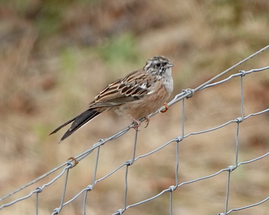 rock bunting